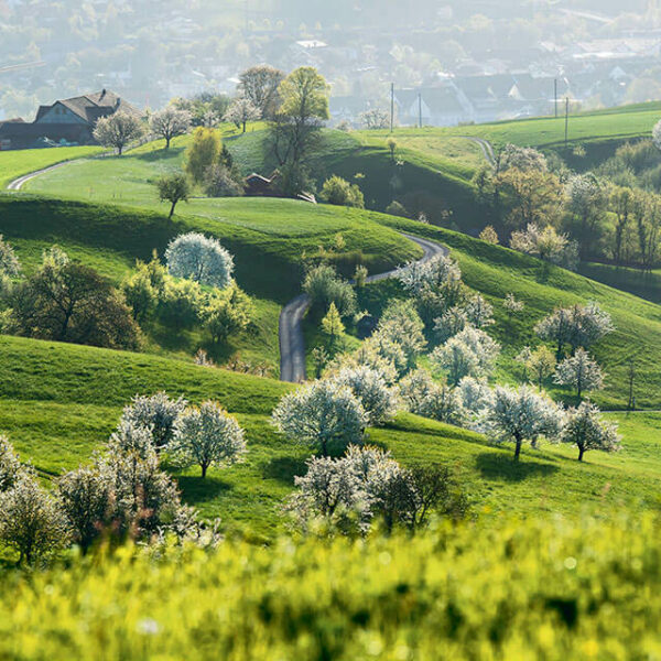 Bild Jurapark Aargau: Bäume in Blüte und Hügel