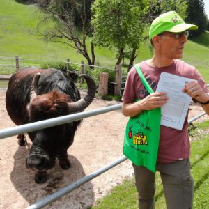 Bild Wasserbüffel mit FoodTrailer im Vordergrund