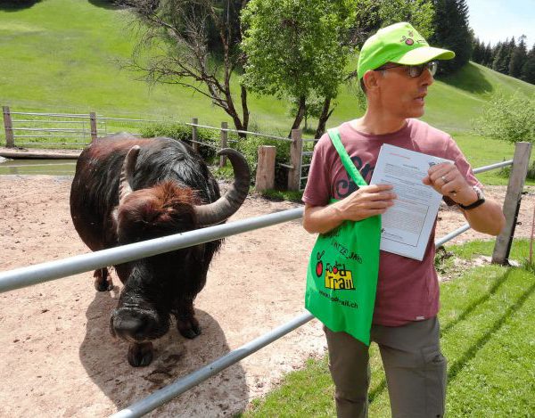 Bild Wasserbüffel mit FoodTrailer im Vordergrund