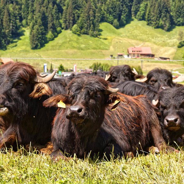Bild Wasserbüffel FoodTrail Entlebuch