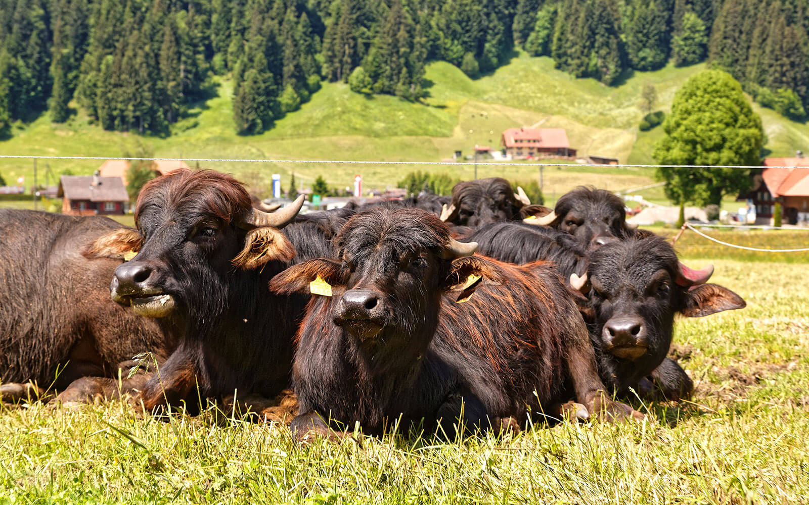 Bild Wasserbüffel FoodTrail Entlebuch